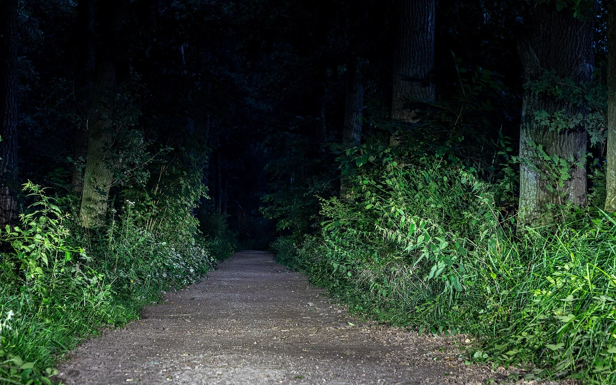 Waldweg bei Nacht, Bäume im Mondlicht, stimmungsvolle Dunkelheit