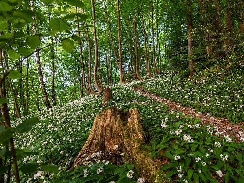 Bärlauch-Blätter im Waldboden, frisches Frühlingsgrün