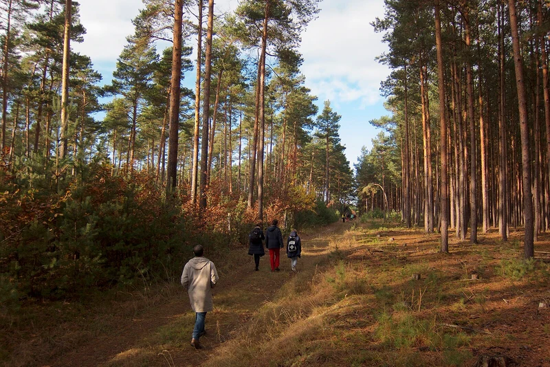 Waldpfad im Naturpark Hoher Fläming