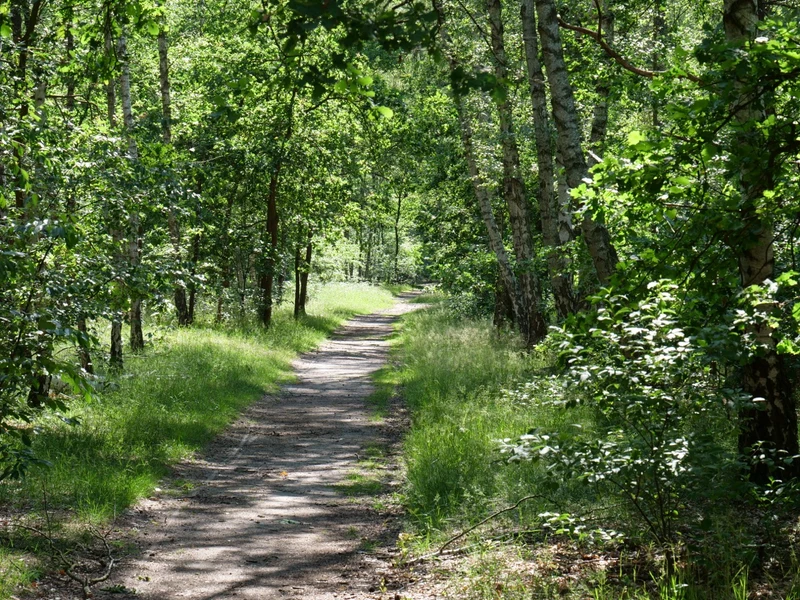 Kurviger Waldweg durch die Müggelberge bei Köpenick — Frühsommer mit weißen Blüten am Wegesrand