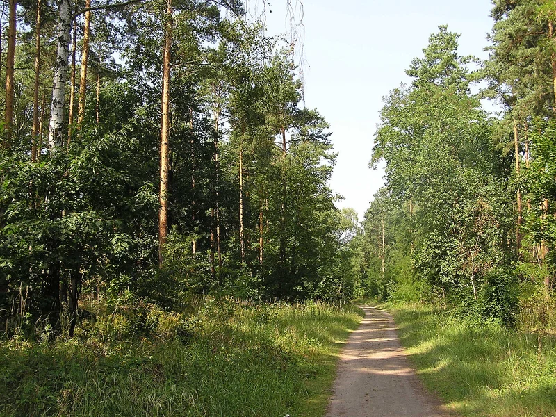 Waldpfad im Grunewald, geschützte stille Atmosphäre