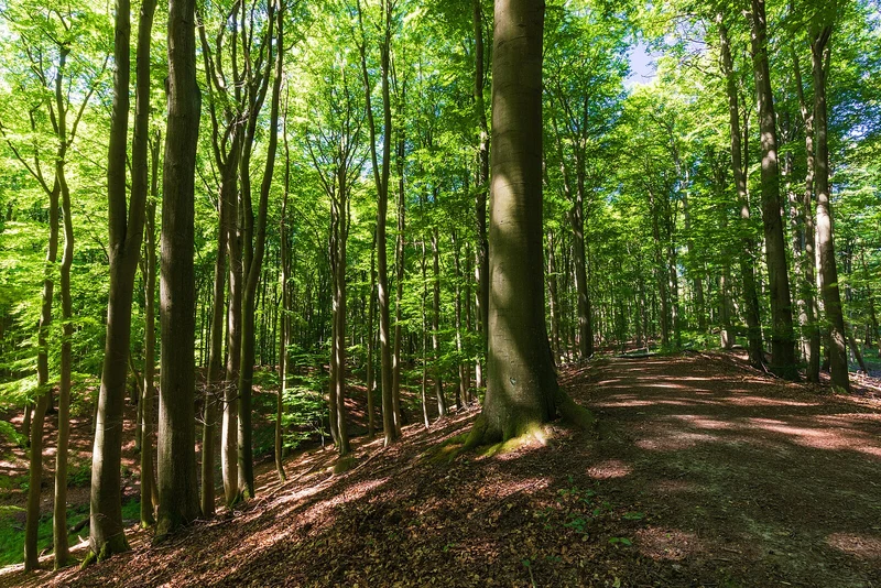 Naturnaher Mischwald in der Uckermark, Brandenburg