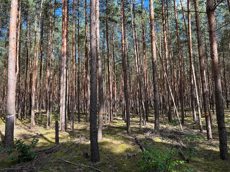 Dichter Kiefernwald im Barnim nahe der Schorfheide