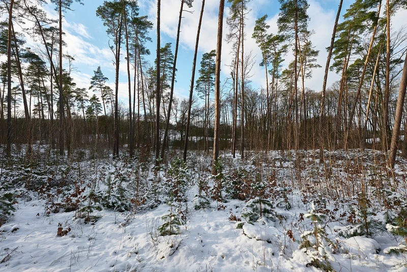 Buchenwald Grumsin im Winter — alte Buchen und Totholz im UNESCO-Welterbe