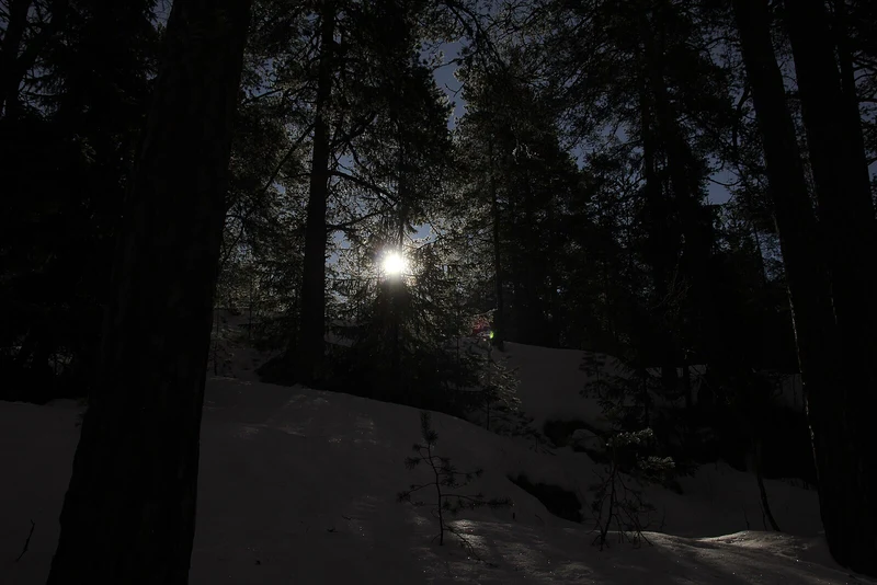 Verschneiter Wald bei Mondlicht — stille Winterlandschaft in der Nacht