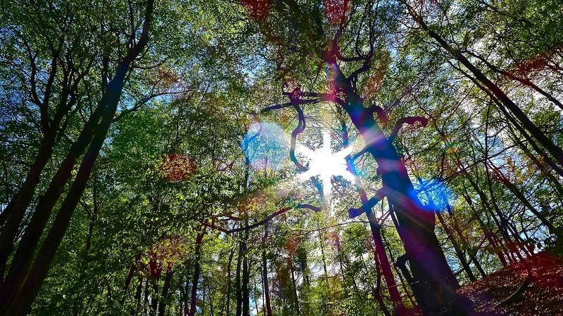 Lichter Buchenwald im Forst Grumsin, Biosphärenreservat Schorfheide-Chorin