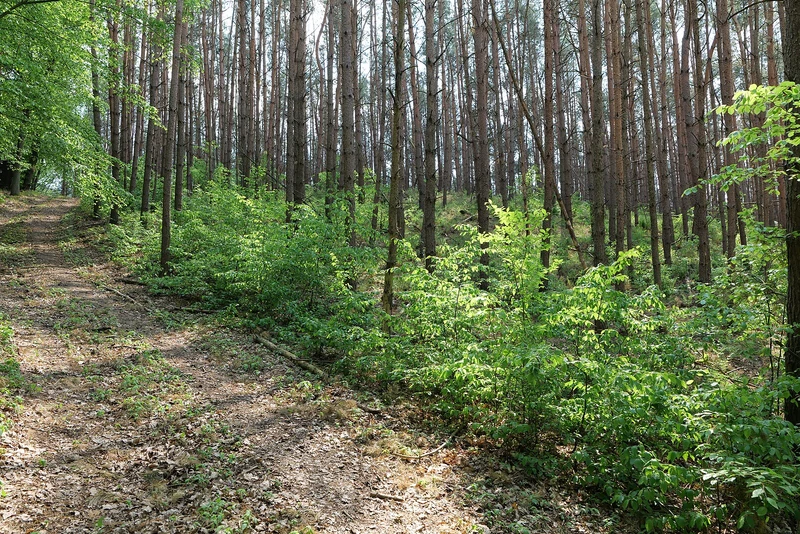 Buchenwald bei Hoppegarten, Naturpark Märkische Schweiz