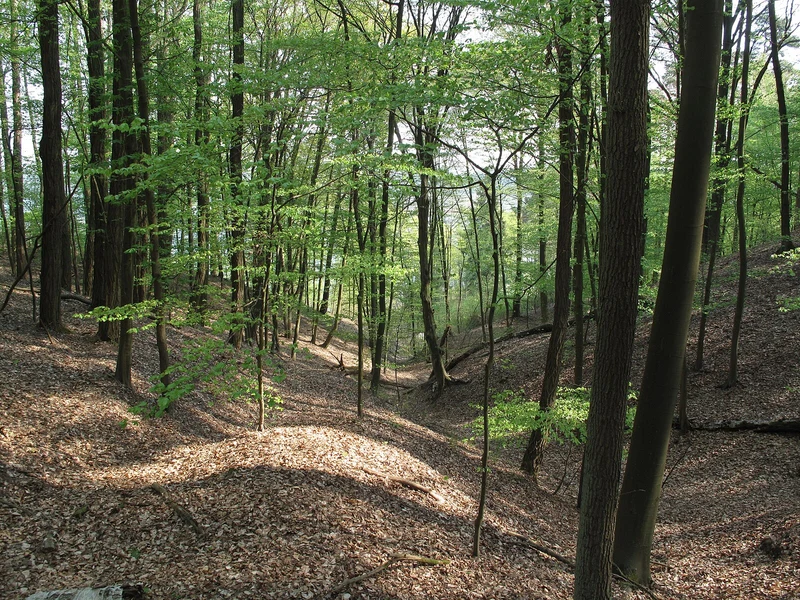Waldpfad am Panoramaweg Schermützelsee