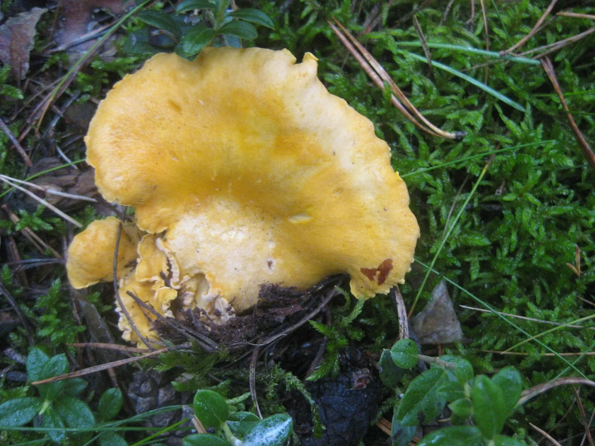 Foraging & Wilde Küche