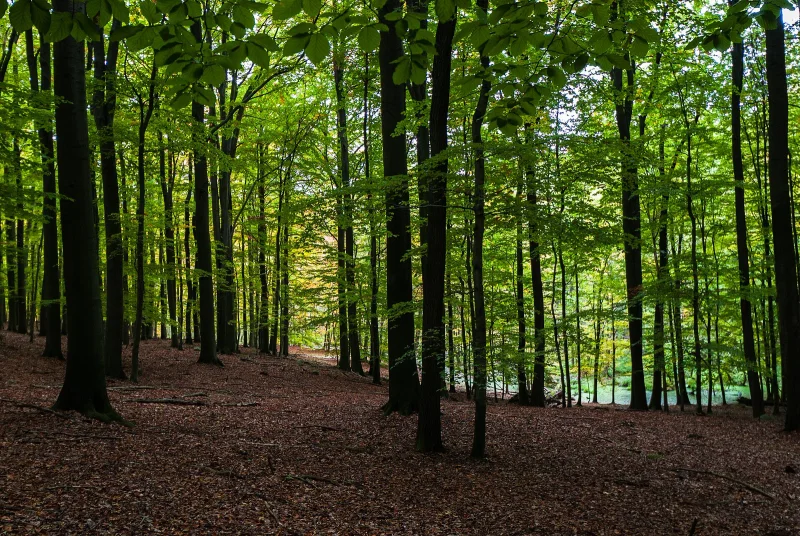 Kategorie Wald & Natur