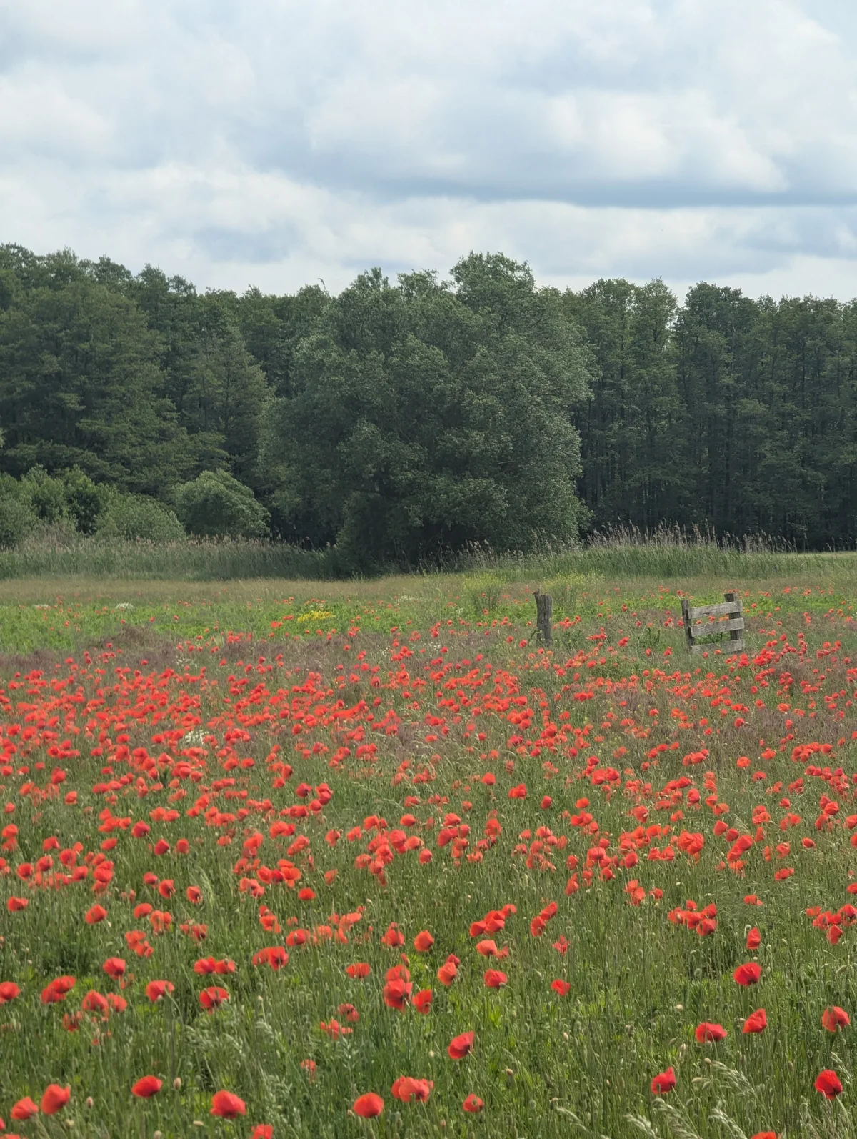 Mohnfeld in Brandenburg im Frühling, weite Landschaft