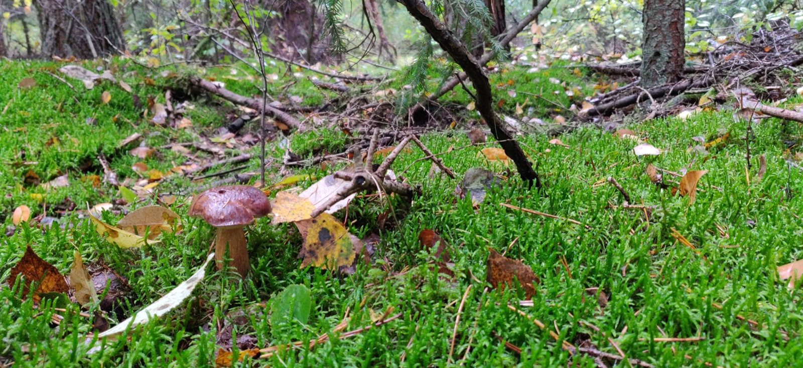 Moosboden im Wald, weiches Waldlicht