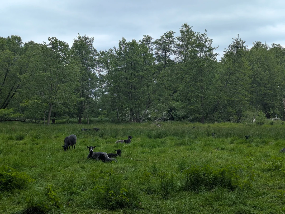 Schafe auf einer grünen Weide in Brandenburg