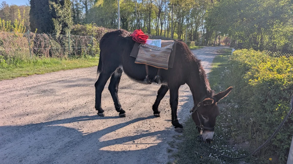 Eselstute mit rotem Stirnputz und Gepäcksattel grast am Wegrand eines Sandwegs bei Streganz