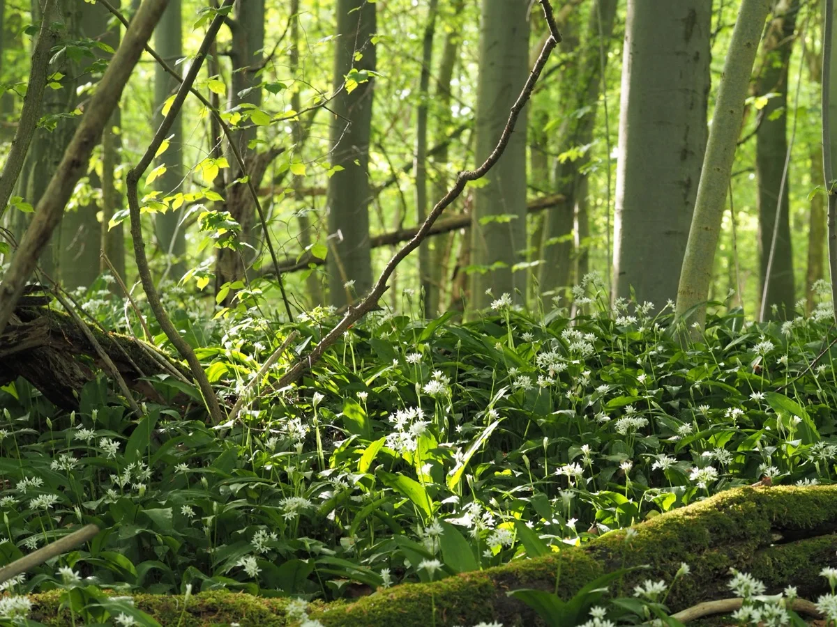 Dichter Bärlauch-Teppich auf Waldboden im Frühling