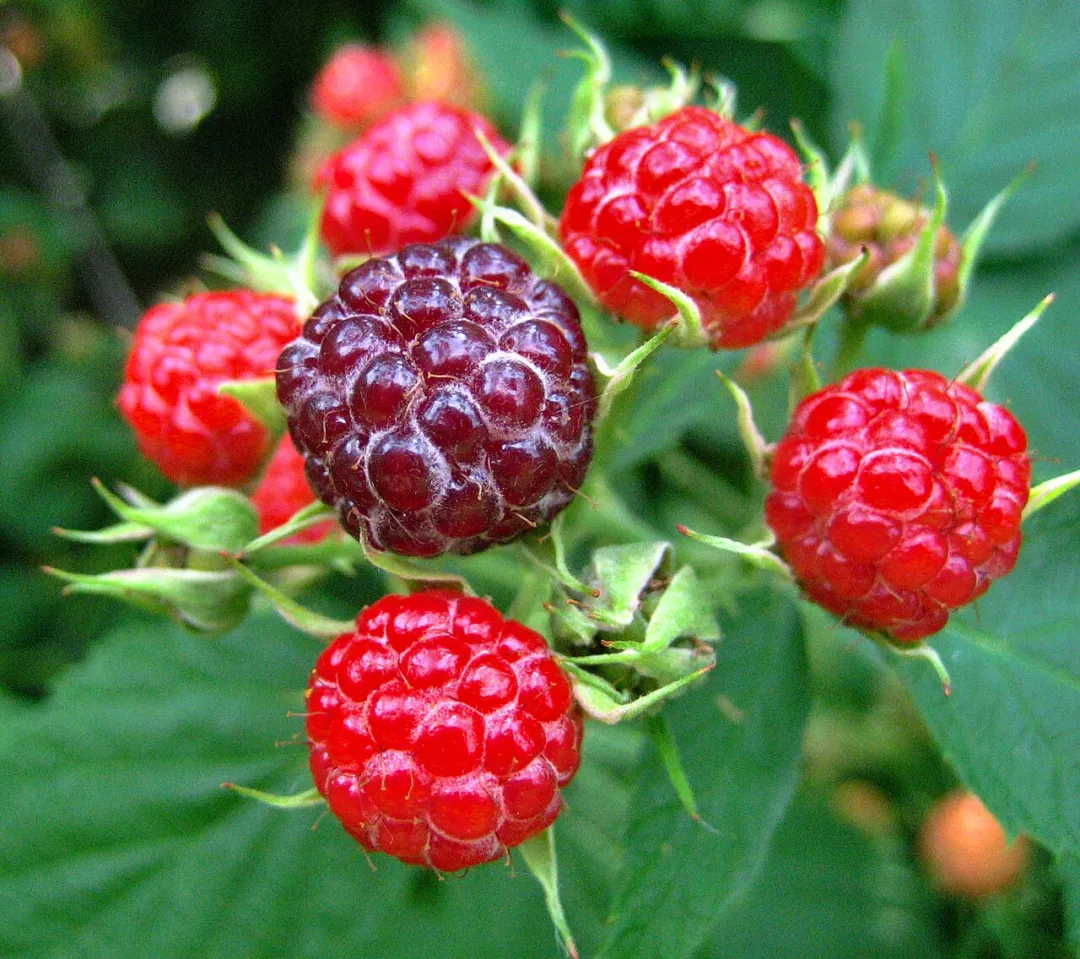 Mehrere reife rote Wald-Himbeeren an einem Zweig, eine davon bereits dunkel überreif