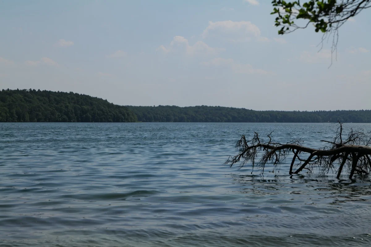 Großer Stechlinsee in Brandenburg, klares Wasser zwischen Bäumen