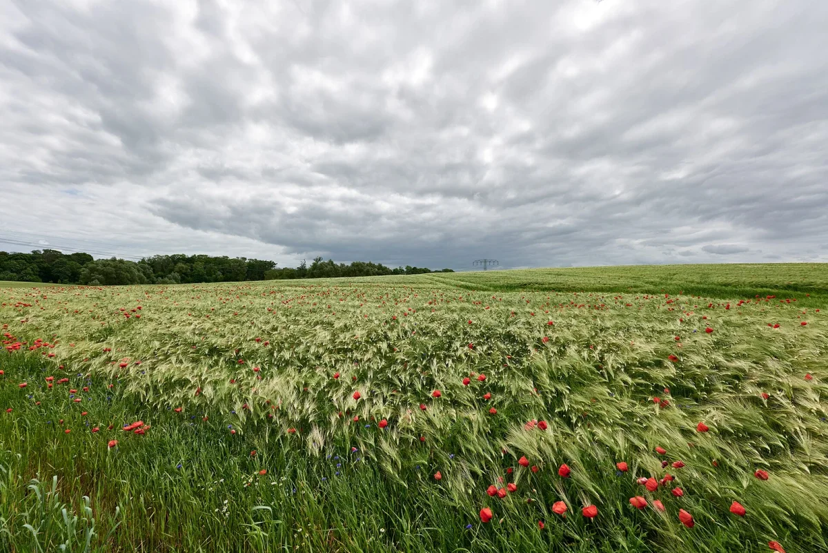 Sommerfeld mit Mohn und Gerste im Biosphärenreservat Schorfheide-Chorin