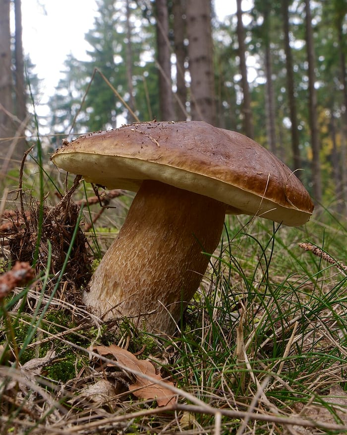 Steinpilz