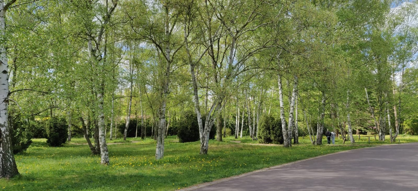 Grüner Birkenhain im Spreewald