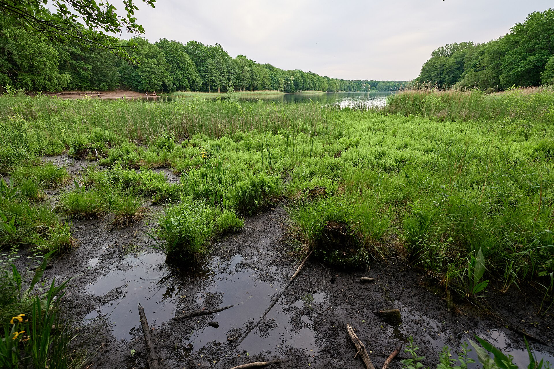 Kiefernforst am Grunewaldsee