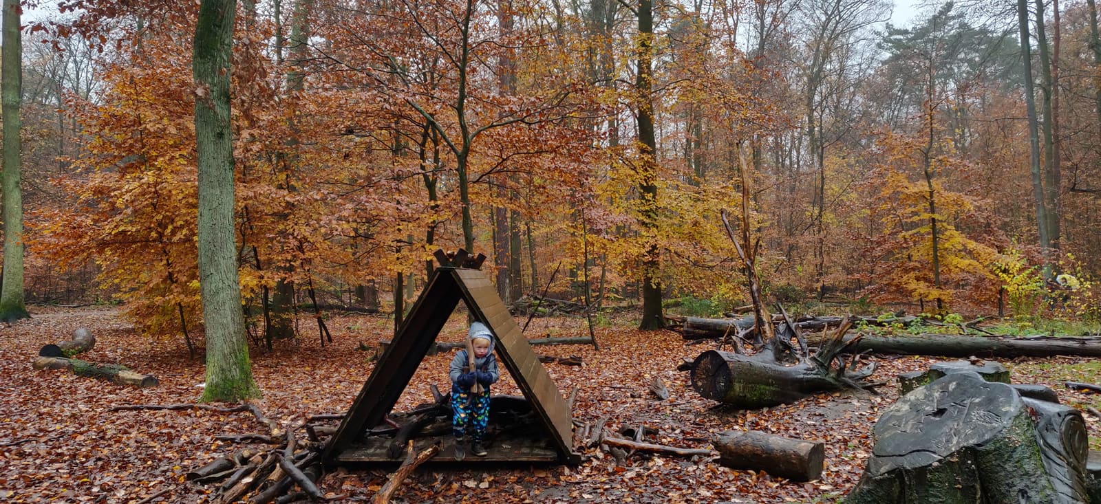 Herbstlicher Buchenwald in der Schorfheide